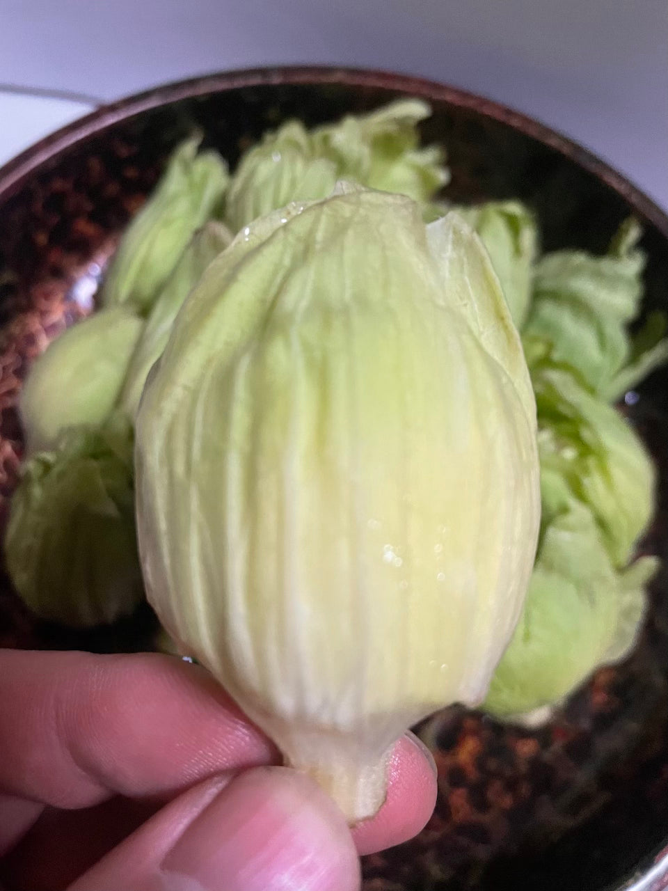 ふきのとう