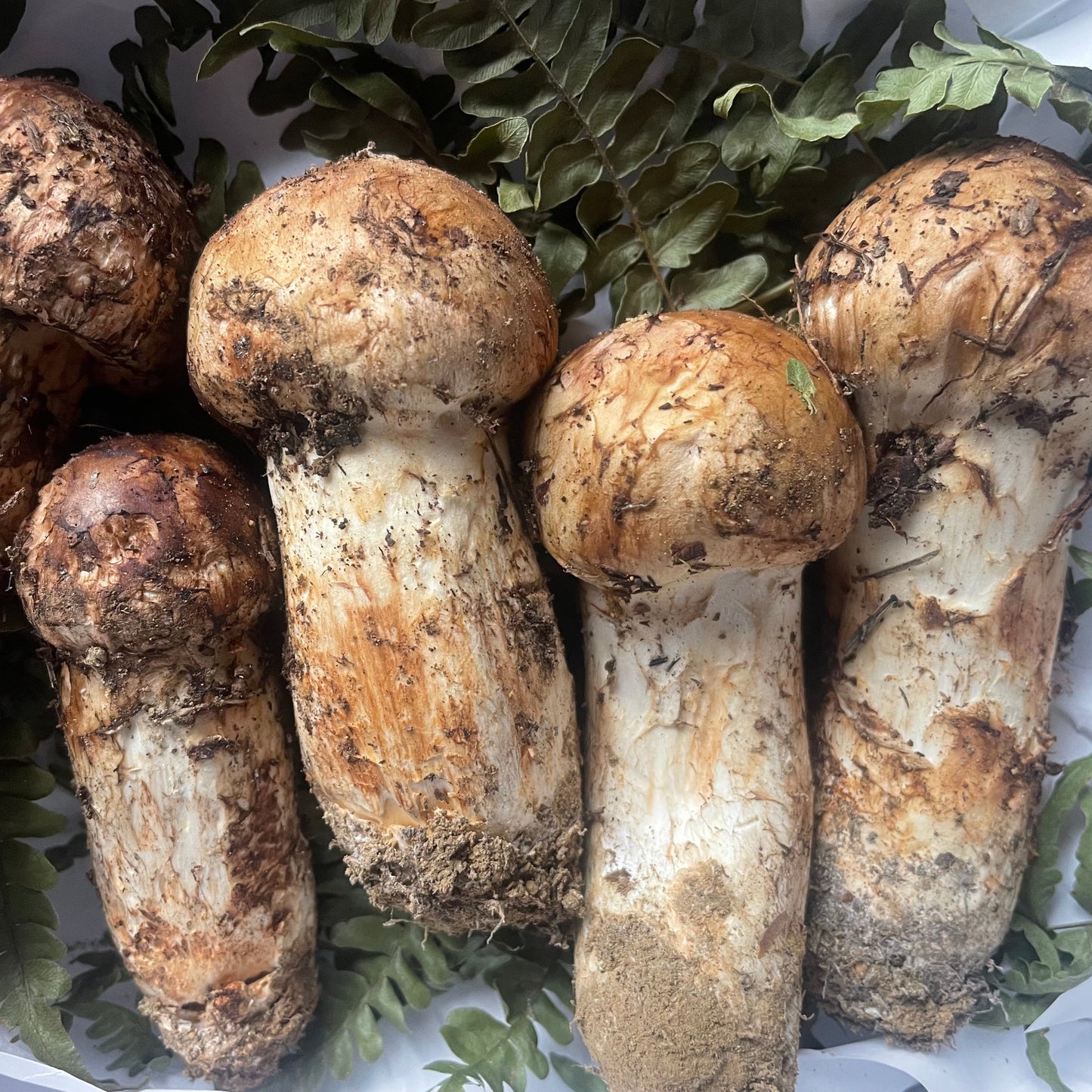 予約 岩手県産松茸 200g 収穫後すぐに発送 9月〜10月発送